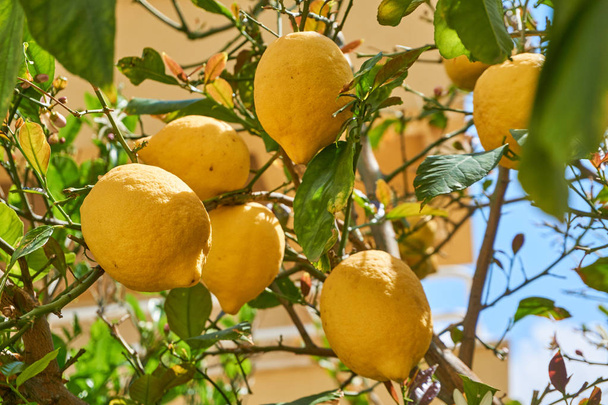 Ripe, bright yellow lemons hanging on a tree branch. Closeup shot. Israel - Photo, Image