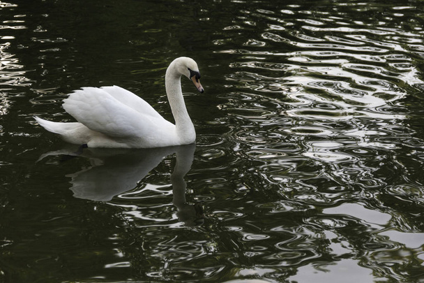 Белый лебедь в отражении воды закат
 - Фото, изображение
