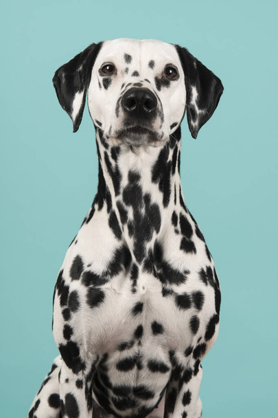 Портрет далматинской собаки, смотрящей в камеру
 - Фото, изображение