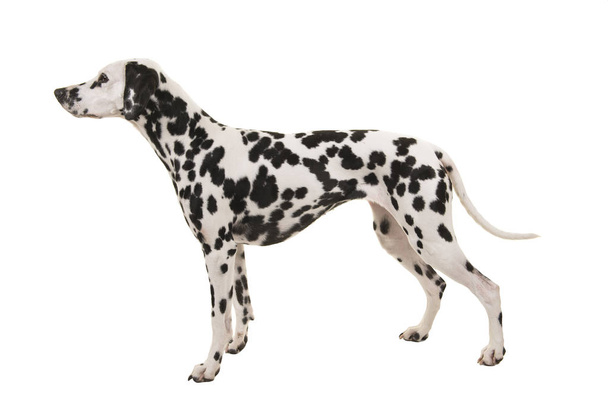Widok z boku stałego dalmatyńskiego psa wyizolowanego na białym tle  - Zdjęcie, obraz