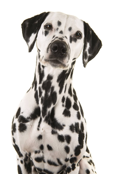 Retrato de un perro dálmata mirando a la cámara
 - Foto, Imagen