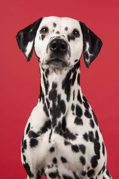 Portret psa dalmatyńskiego na czerwonym tle - Zdjęcie, obraz