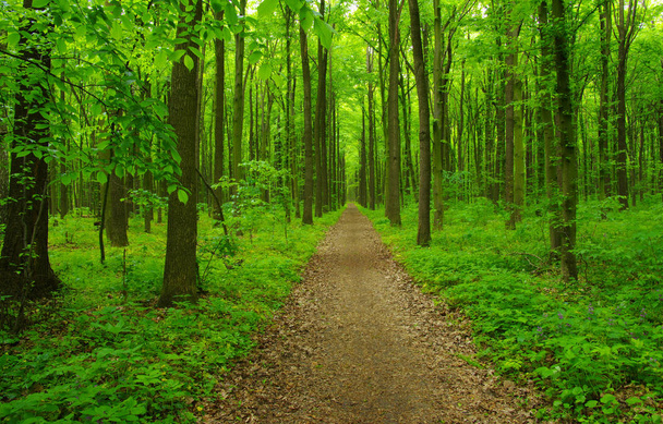 Зеленый лес весной - Фото, изображение