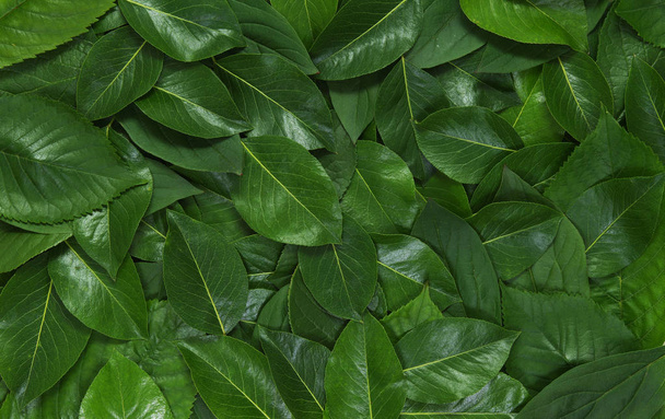 Green leaves background - Φωτογραφία, εικόνα