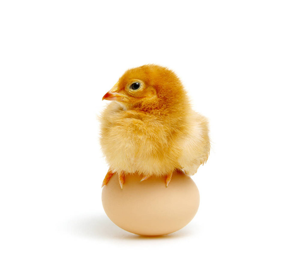 brown egg and chicken isolated on a white - Foto, Bild