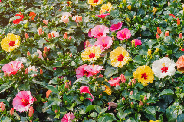 Красиві барвисті квіти гібіскуса в громадському саду
  - Фото, зображення