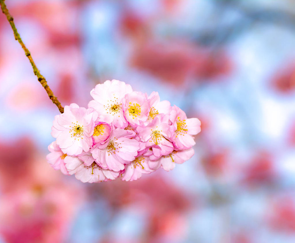 Flores de cereja rosa
 - Foto, Imagem