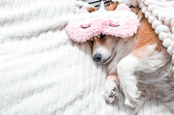 Red dog lying on a bed in a pink mask for sleeping. Concept morning - Zdjęcie, obraz