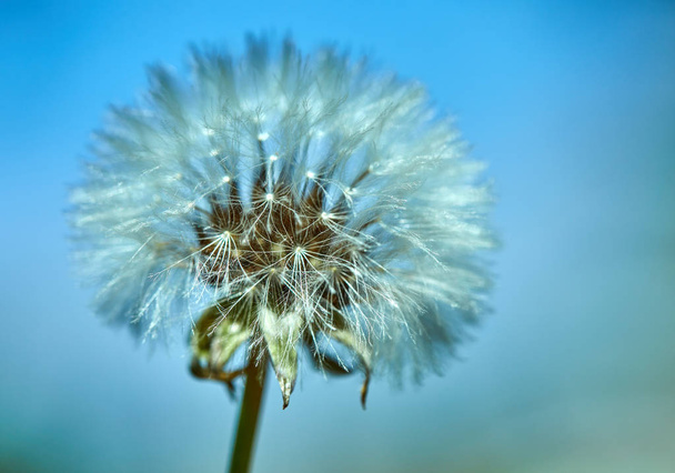 Blooming dandelion in nature against the blue sky. - Photo, Image