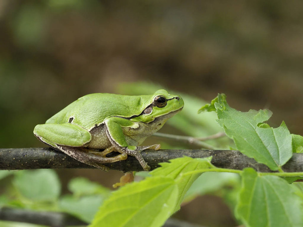European tree frog, Hyla arborea - Photo, Image