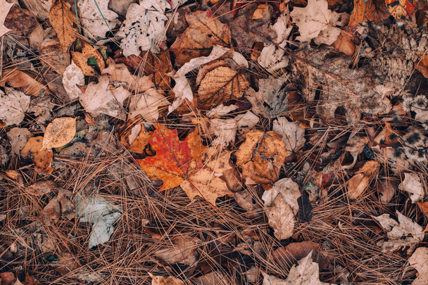 Beautiful closeup natural background with old aged autumn fall leaves and needles on ground earth. View from top above with copyspace. Seasonal card wallpaper. Retro vintage hipster filters.  - Photo, Image