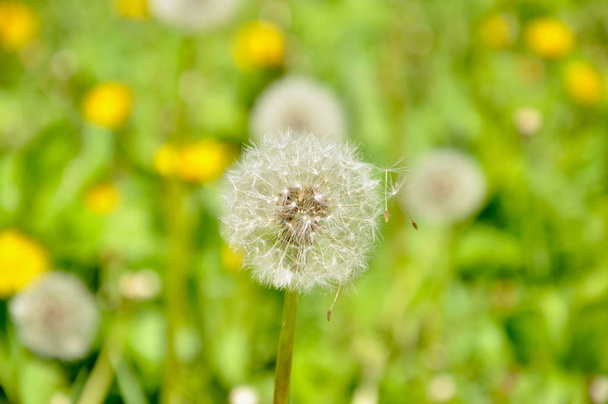 белый пушистый одуванчик на фоне зеленой травы - Фото, изображение