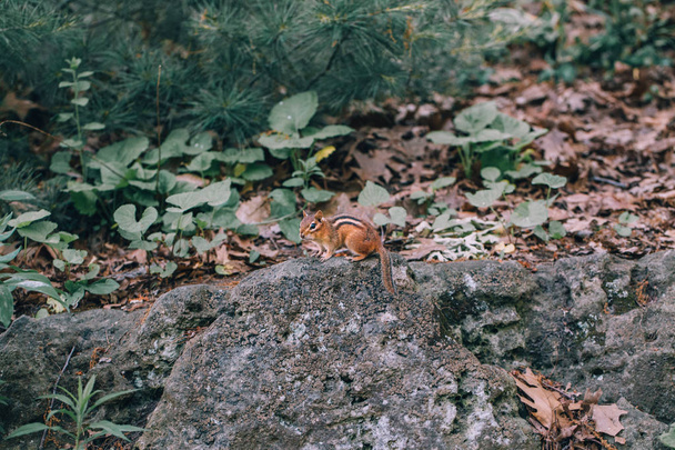 かわいい小さな縞模様の黄色い茶色のシマリス地面リスは、木々、葉や植物の間の秋の森の石の岩に座っています。自然環境における自然野生動物模倣着色現象. - 写真・画像