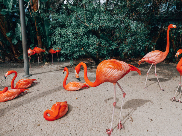 Group of many pink red American Flamingos in natural environment outdoors. Phoenicopterus ruber or Caribbean wild animal birds walking relaxing in park outside in nature.  - Photo, image
