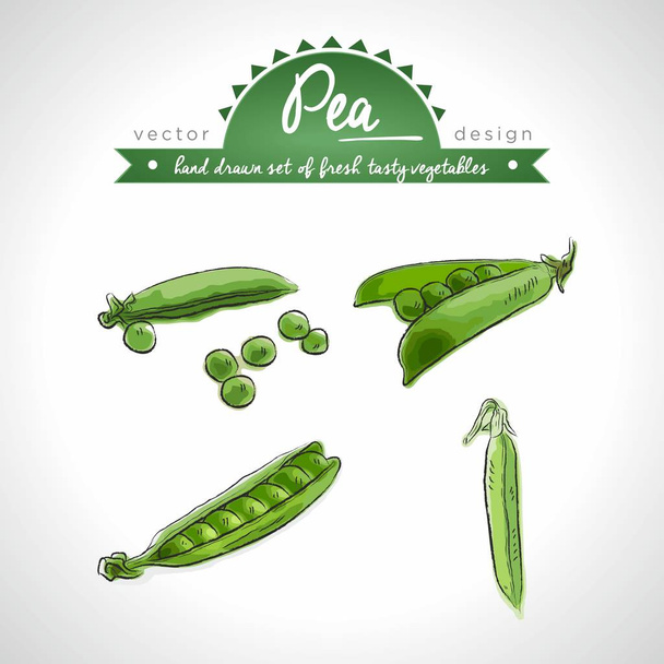 Pea Collection of fresh vegetables with leaf. Vector illustration. Isolated - Vector, Image