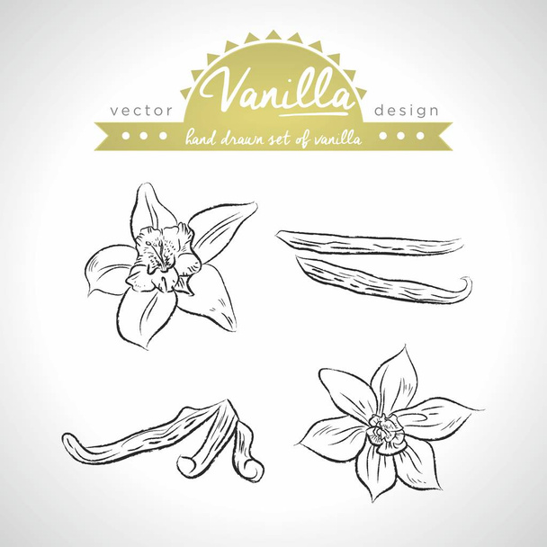Vanilla. Hand drawn collection of vector sketch detailed Vanilla elements. Isolated - Vector, Image