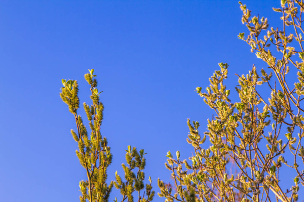 Zweig mit grünen Blättern vor blauem Himmel. Frühlingsblätter beginnen zu blühen. - Foto, Bild