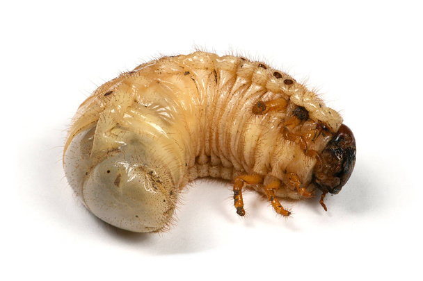 Larva de un escarabajo rinoceronte
 - Foto, imagen