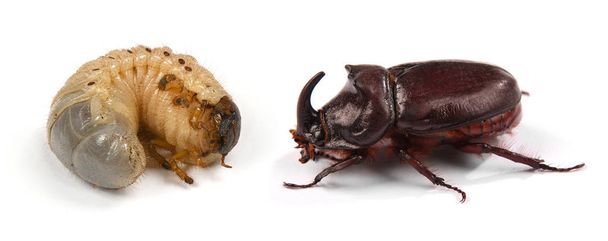 サイのカブトムシの幼虫のクローズアップショット(オリクテス・ナシコルニス - 写真・画像