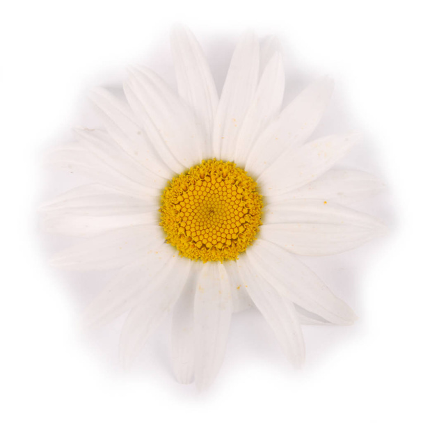 One white chamomile flower isolated on white background. - Foto, Imagen