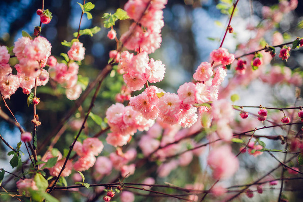 Lähikuva kukkivat Luiseania keväällä puutarhassa. Kukkivat vaaleanpunaiset kukat manteli kolmiteräinen
. - Valokuva, kuva