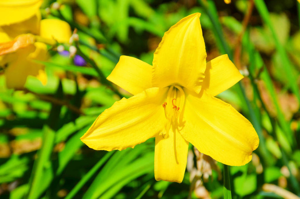 Macro photography of beautiful yellow lily flower with blurred green background taken during spring time. This flower from the genus Lilium has bright yellow leaves and yellow center - Photo, Image
