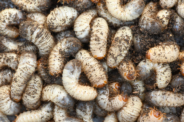Жук-личинка
 - Фото, изображение