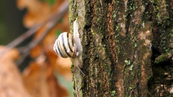 eine Schnecke, die nach der Winterkälte aufwacht, kriecht an einem warmen Tag auf einen Baum - Filmmaterial, Video