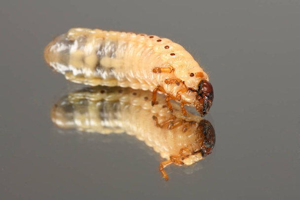 Larva of a may beetle - Photo, Image