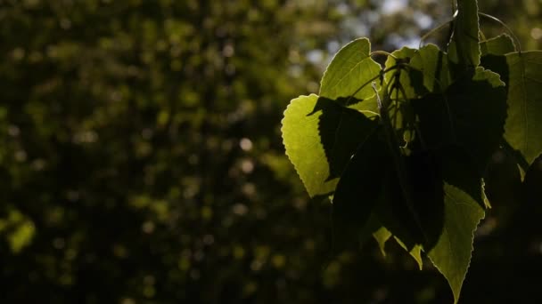 Efeito de luzes e sombras nas folhas de uma macieira. As folhas de uma árvore sendo iluminadas pelo sol por trás. Fundo das folhas de uma árvore com espaço à esquerda
 - Filmagem, Vídeo