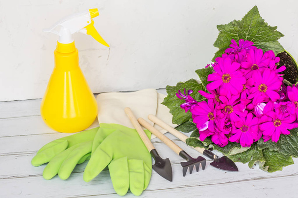 Yellow spray bottle, rubber gloves, garden instrument, blooming flower purple color. Gardening, planting and people concept - Photo, Image