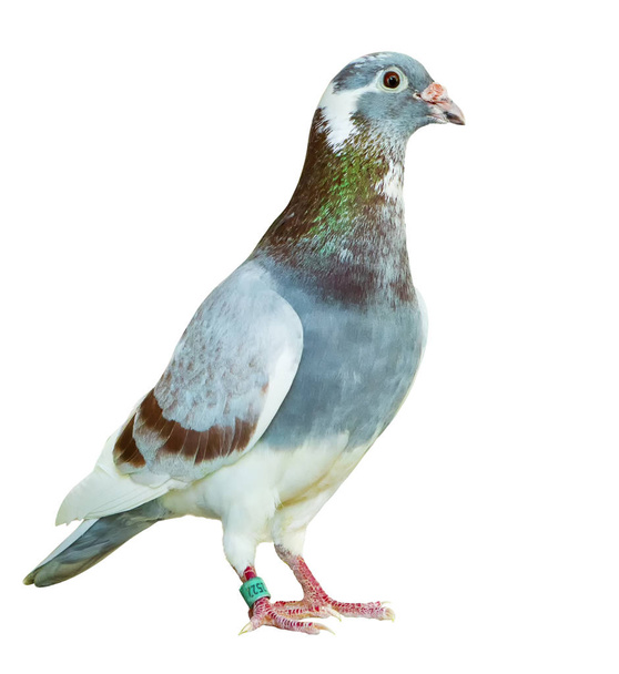 full body of red choco feather homing pigeon bird isolated white - Photo, Image