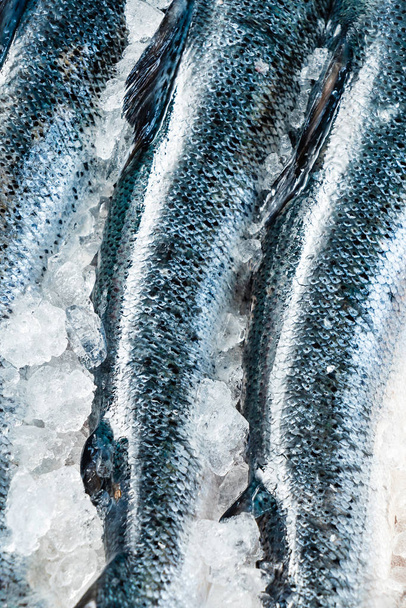 raw salmon fish on the ice, close up - Foto, Imagem