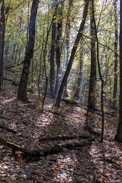 Autumn in mountain forest illuminate sun day. - Фото, изображение