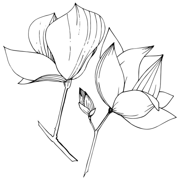 Векторные ботанические цветы Магнолии. Черно-белый рисунок чернил. Изолированный элемент иллюстрации магнолии
. - Вектор,изображение