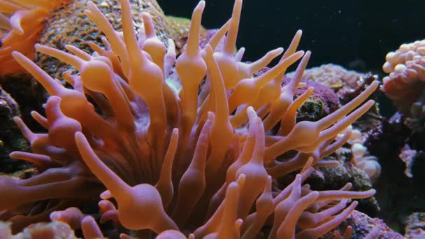 Underwater footage. Soft corals with bubbles - Footage, Video