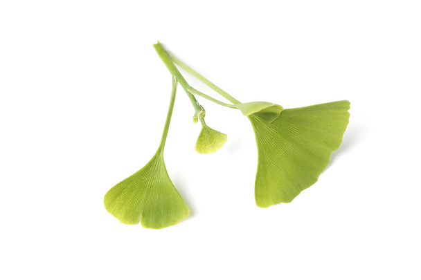 白い背景にイチョウビロバの緑の葉 - 写真・画像