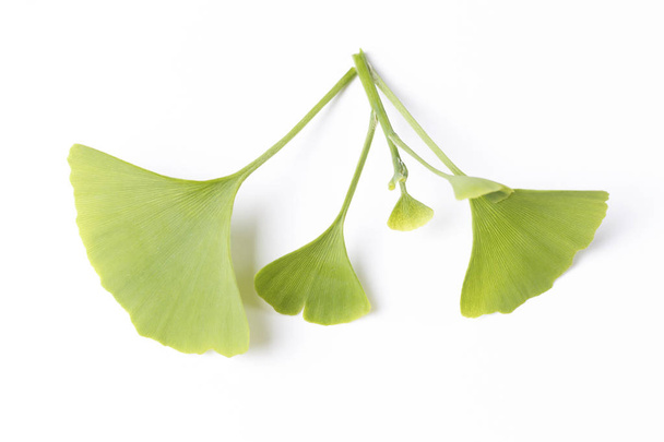 Green leaves of Ginkgo biloba on white background - Photo, Image