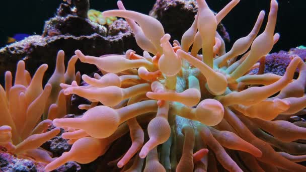 Bubble-tip anemone Entacmaea quadricolor footage - Footage, Video