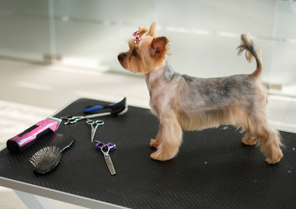 Yorkshire terrier at a dog grooming salon - Fotografie, Obrázek