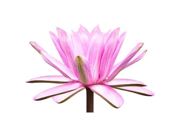 Lotus květ izolované na bílém pozadí. - Fotografie, Obrázek