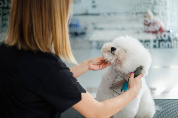 Bichon Fries en una peluquería de perros
 - Foto, imagen