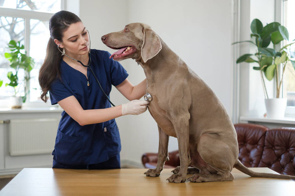 Ветеринарний хірург і собака-втікач у ветеринарній клініці
 - Фото, зображення