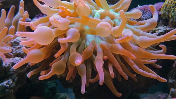 Pink seaweed, soft corals with bubbles, underwater - Footage, Video