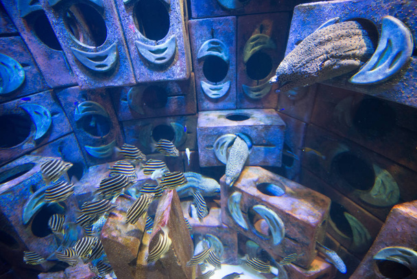 beautiful tropical Lampreys in water in aquarium - Фото, изображение