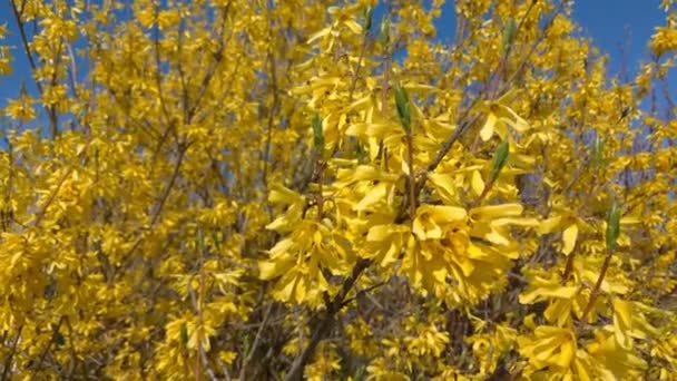 Hollyleaved barberry in bloom, mahonia sp., in a garden - Footage, Video