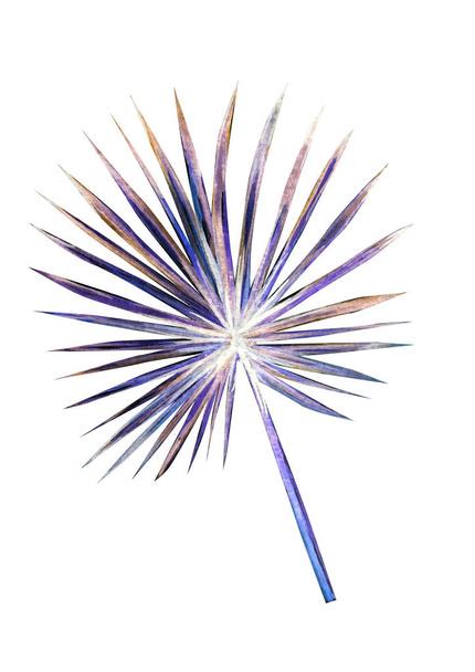 Красива рослина конюшини акварельна ілюстрація
 - Фото, зображення