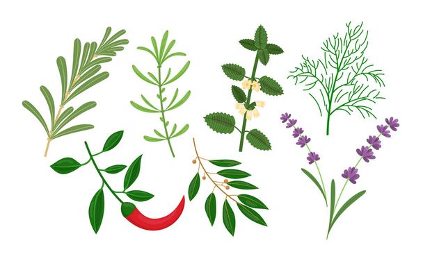 Culinary herbs: rosemari, chilli, tarragon, bay leaf, melissa, lavender, dill. - Vecteur, image