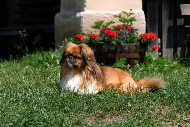 Пекінська порода собак на лузі
 - Фото, зображення