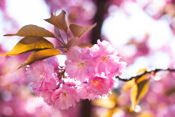Sakura branch blooms. Gentle pink spring. Nature wakes up - Фото, изображение